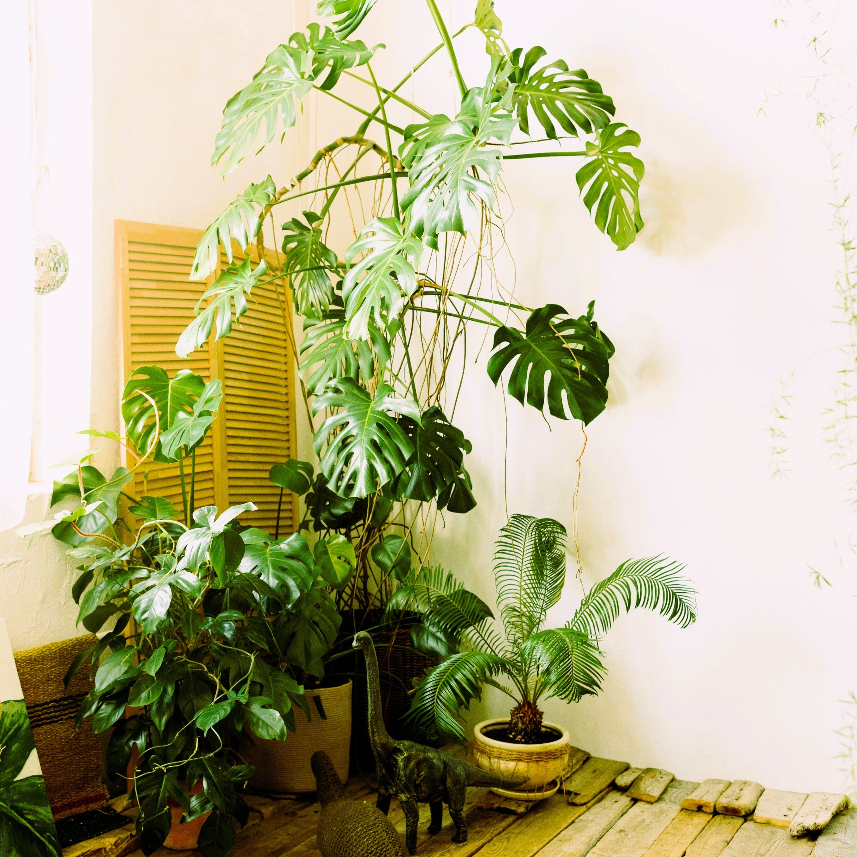Plant Food