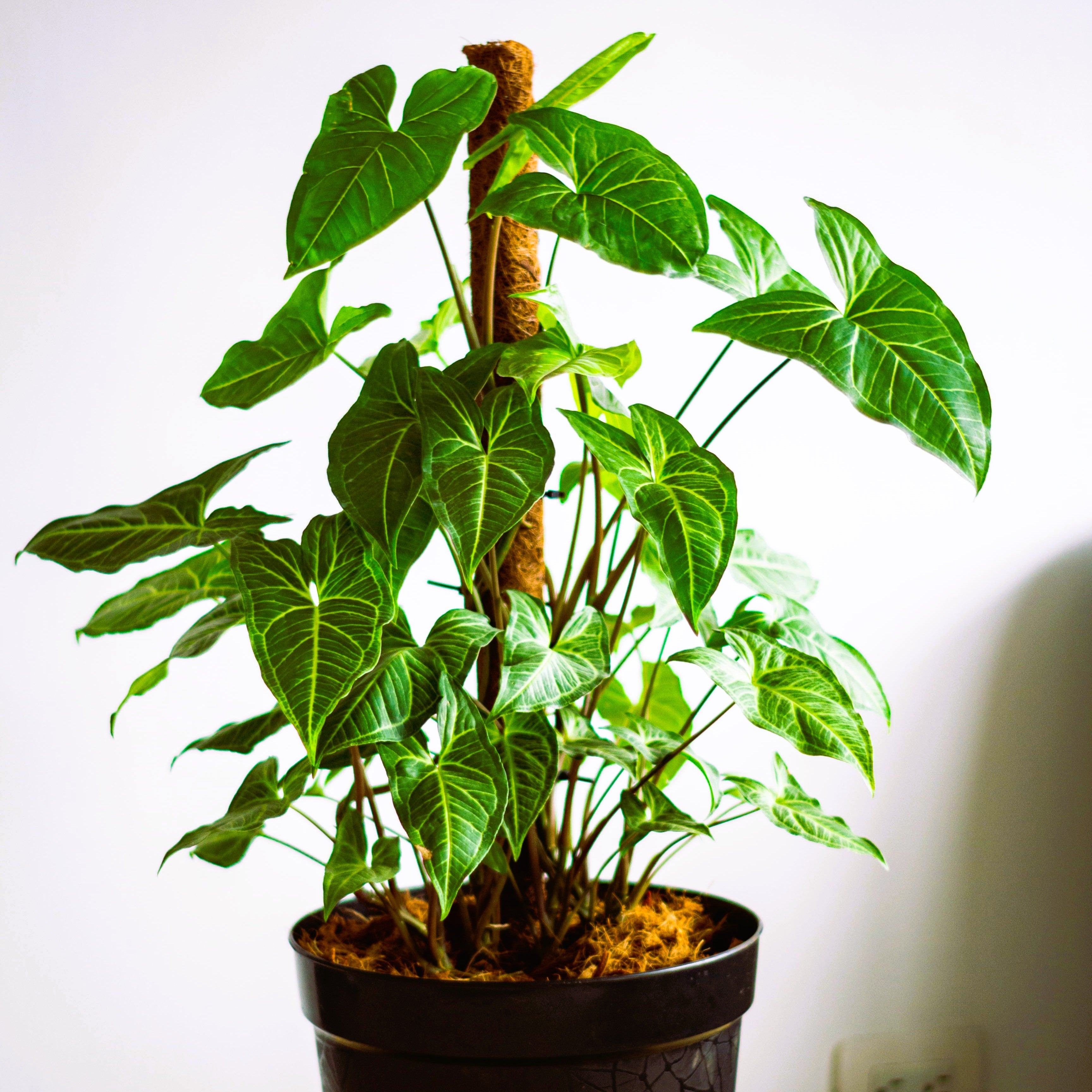 Plant Supports