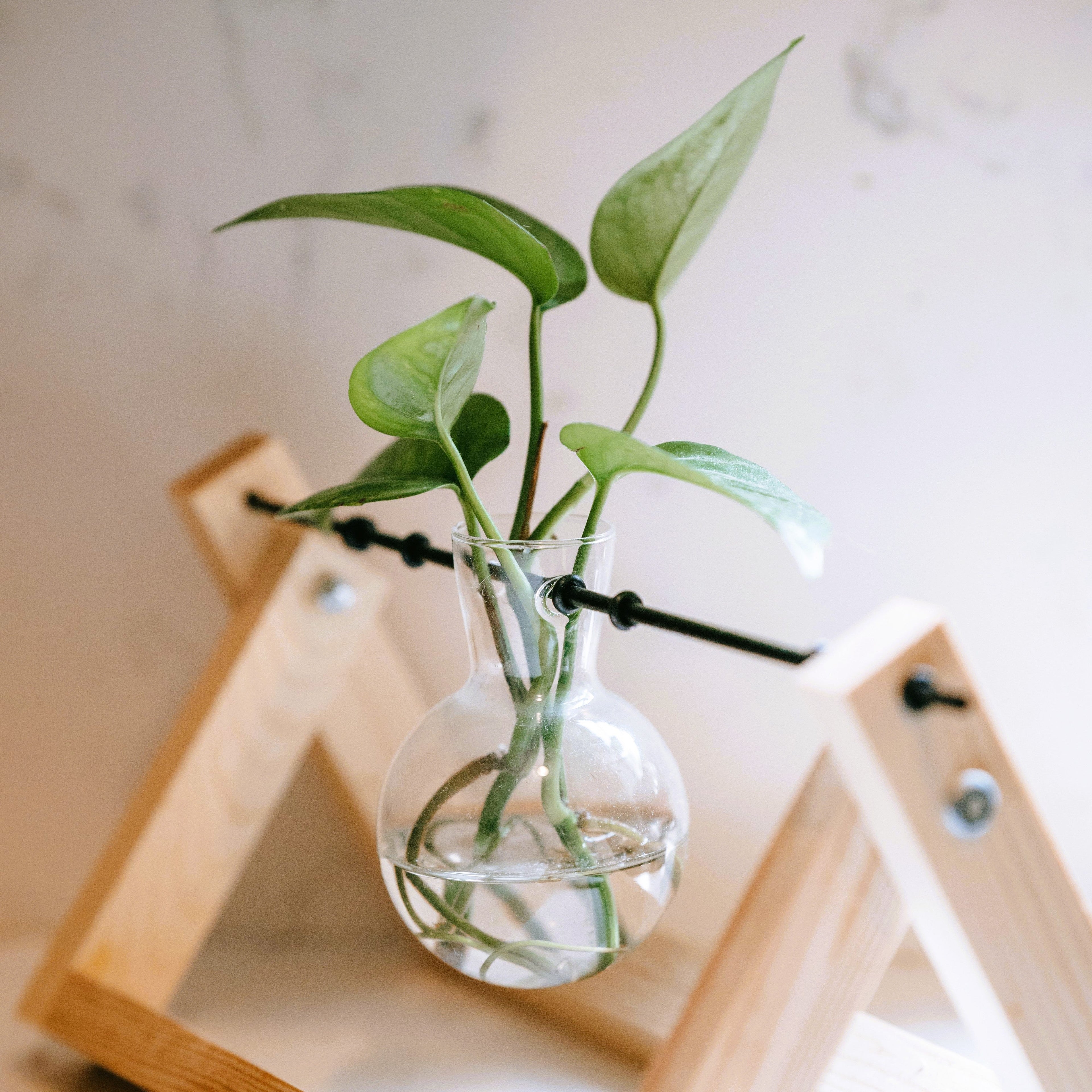 Propagation