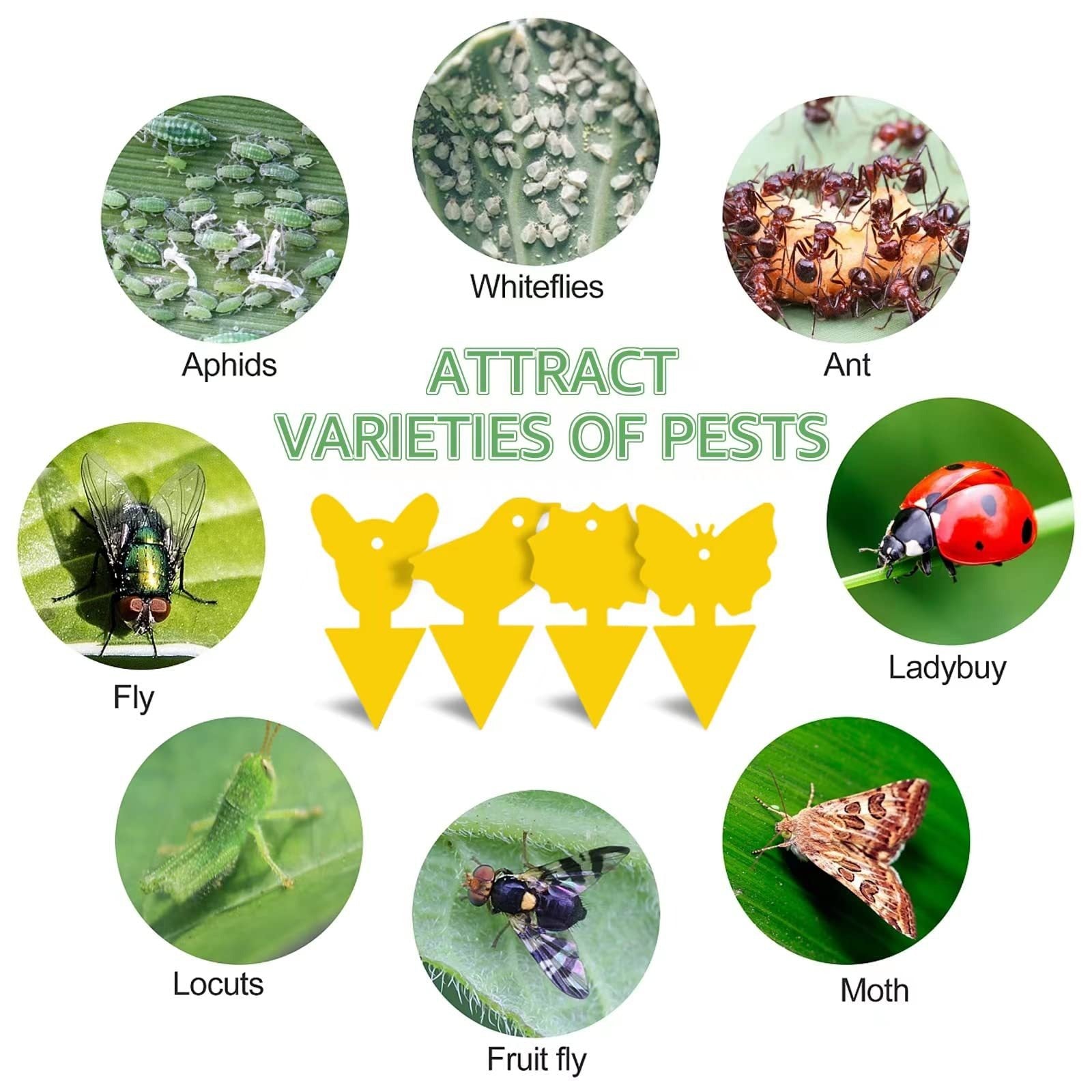 Plant Sticky Trap - For Gnats and Pest