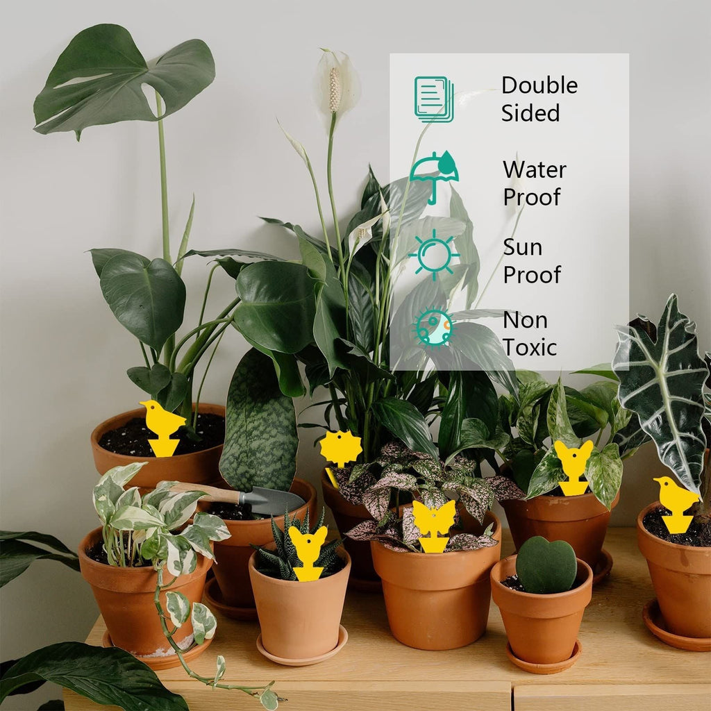 Plant Sticky Trap - For Gnats and Pest