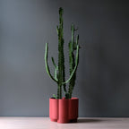 The Pillar Planter - Ceramic, 6 Inch