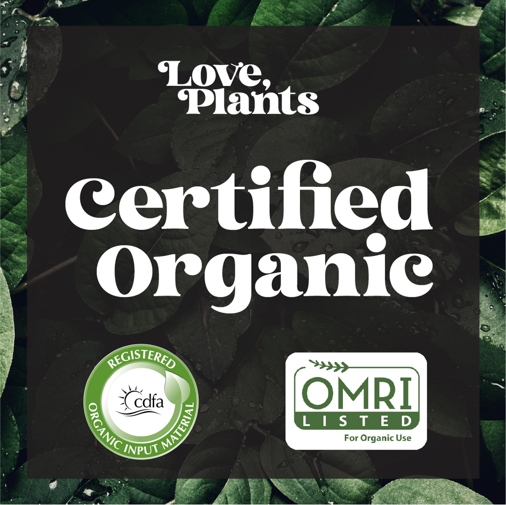 Black Magic Biochar - Premium Additive