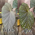 Before and after comparison of a plant leaf on a wooden background after leaf shine wipes