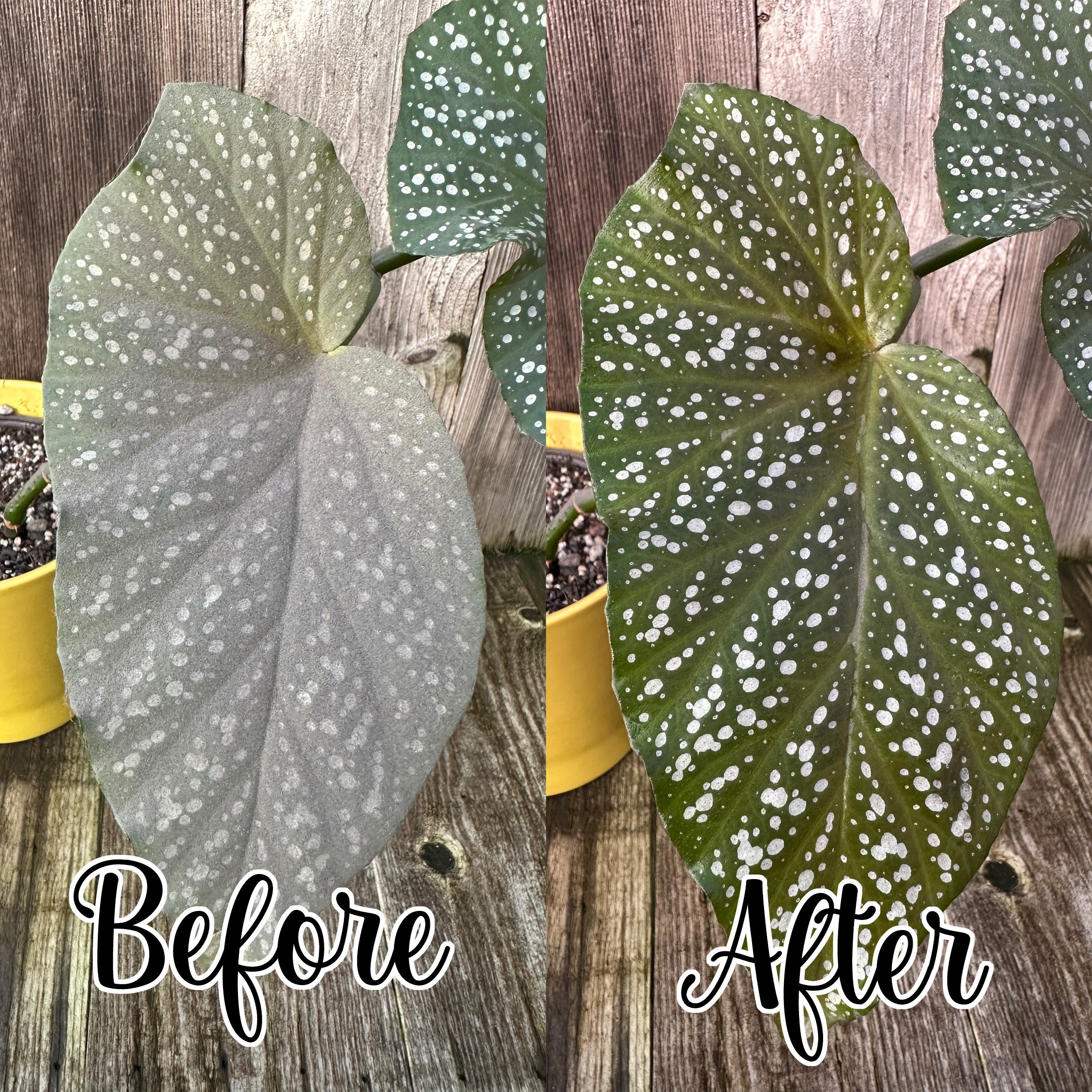 Before and after comparison of a plant leaf on a wooden background after leaf shine wipes