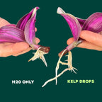 Ocean Made Kelp Drops - Plant Growth Concentrate