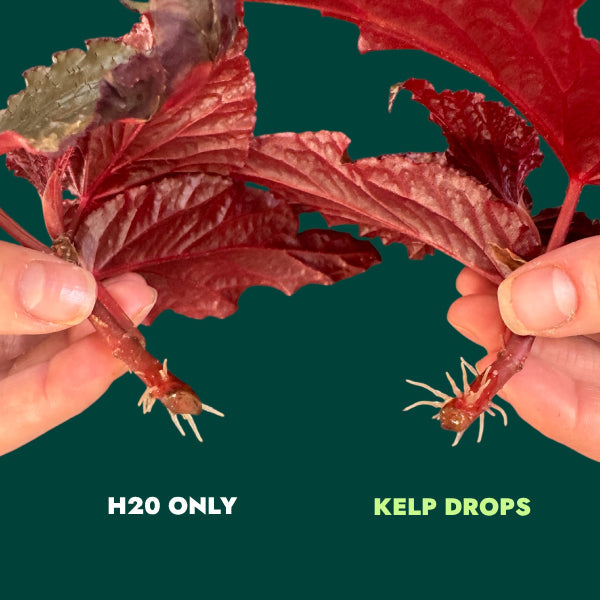 Ocean Made Kelp Drops - Plant Growth Concentrate