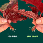 Ocean Made Kelp Drops - Plant Growth Concentrate