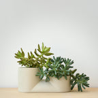 The Double Planter - Ceramic, Dual Plants