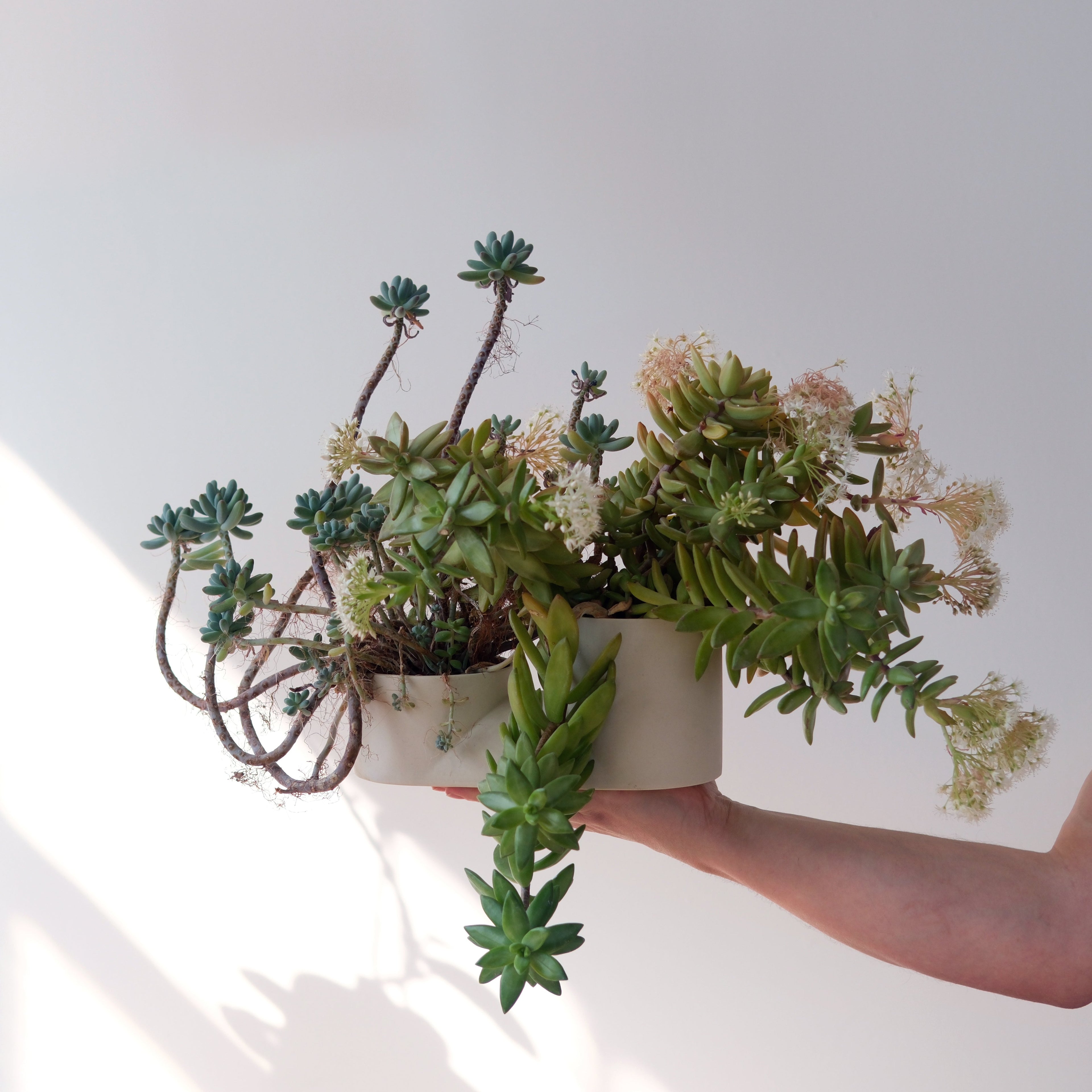 The Double Planter - Ceramic, Dual Plants