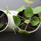 The Double Planter - Ceramic, Dual Plants