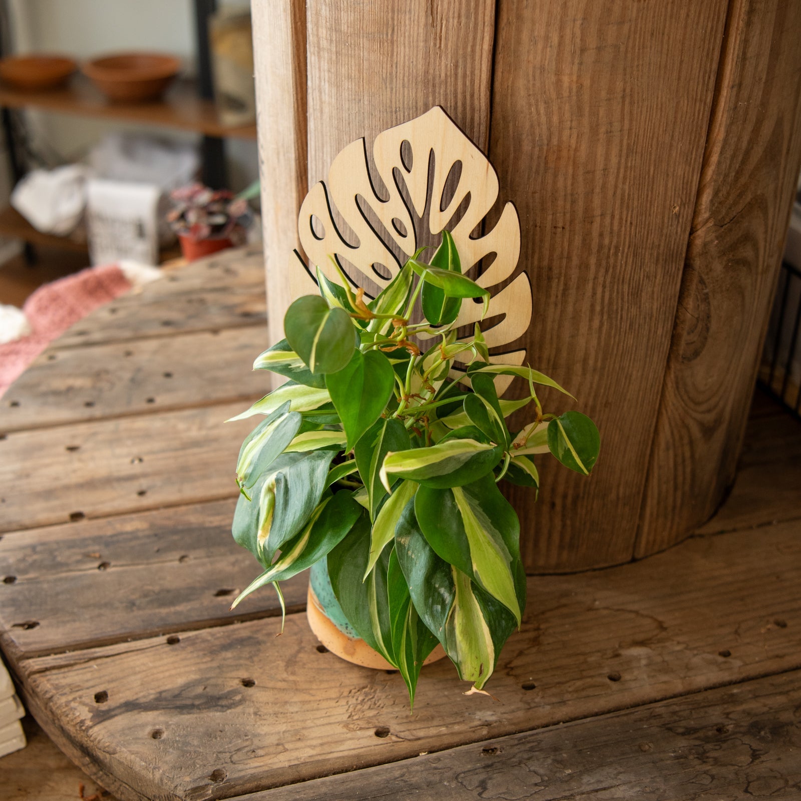 Monstera Plant Trellis - Premium Wooden Trellis 11 Inches