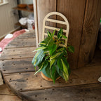 Arched Plant Trellis - Premium Wooden Trellis 11 Inches