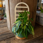 Arched Plant Trellis - Premium Wooden Trellis 11 Inches