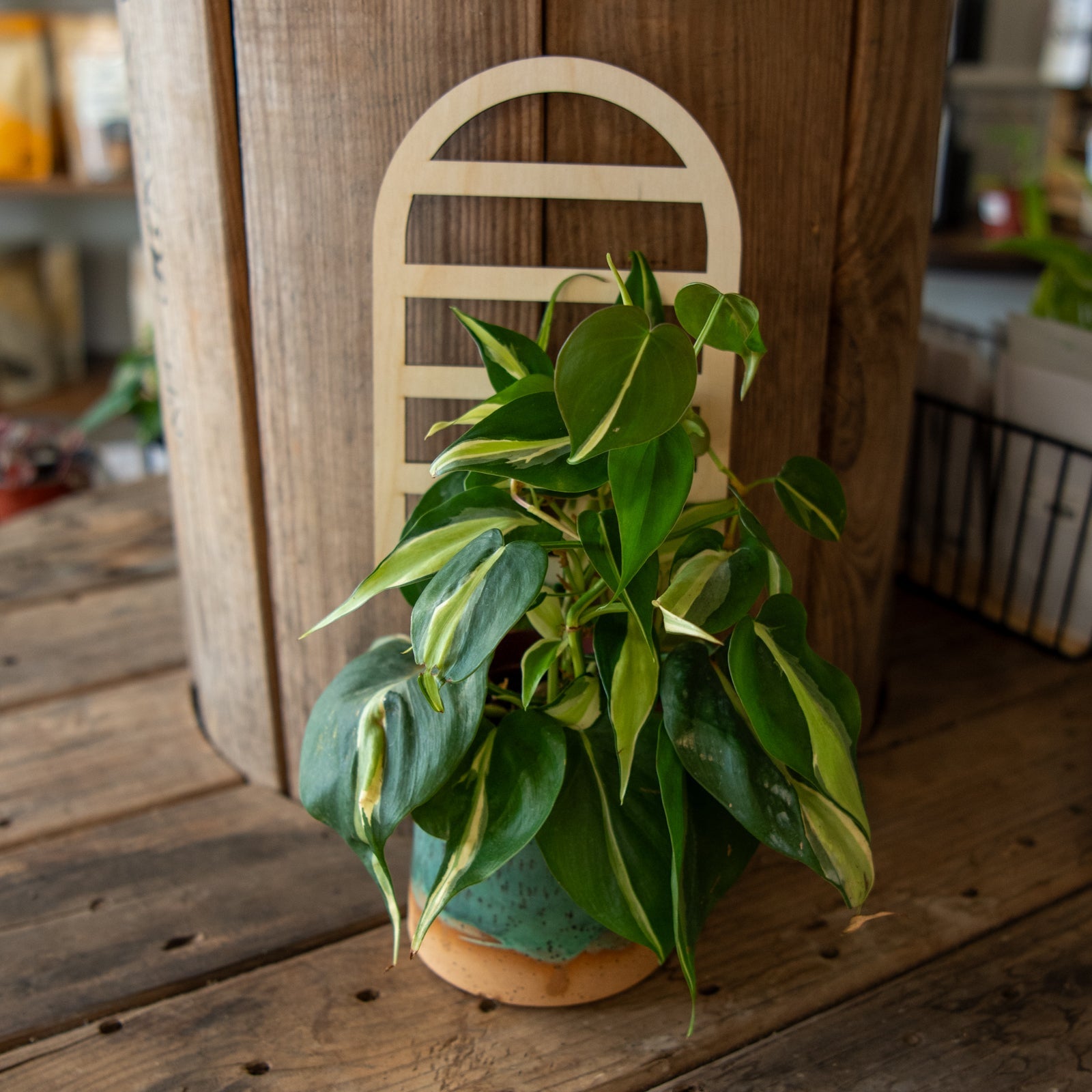Arched Plant Trellis - Premium Wooden Trellis 11 Inches