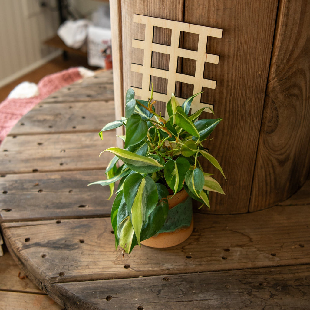 Grid Plant Trellis - Premium Wooden Trellis 11 Inches
