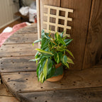 Grid Plant Trellis - Premium Wooden Trellis 11 Inches