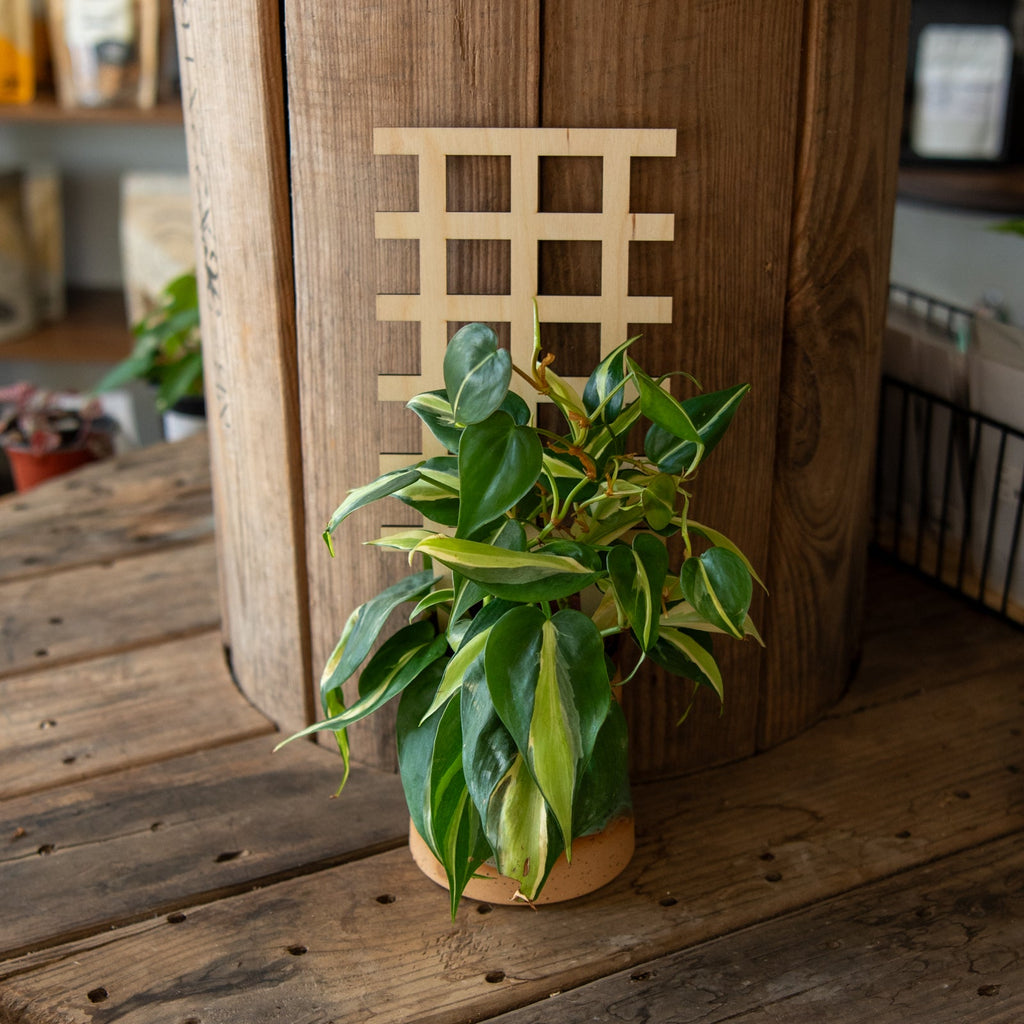 Grid Plant Trellis - Premium Wooden Trellis 11 Inches