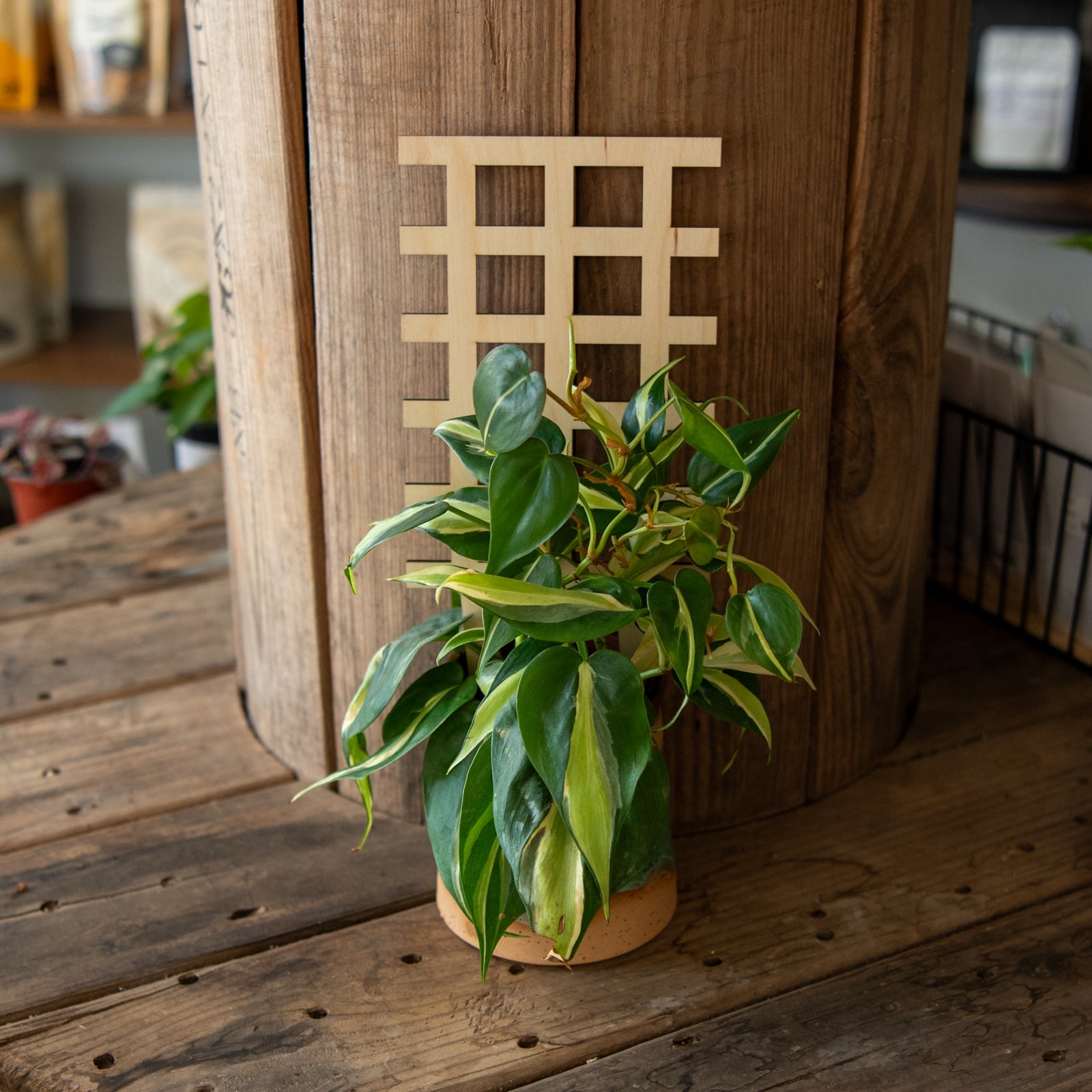 Grid Plant Trellis - Premium Wooden Trellis 11 Inches