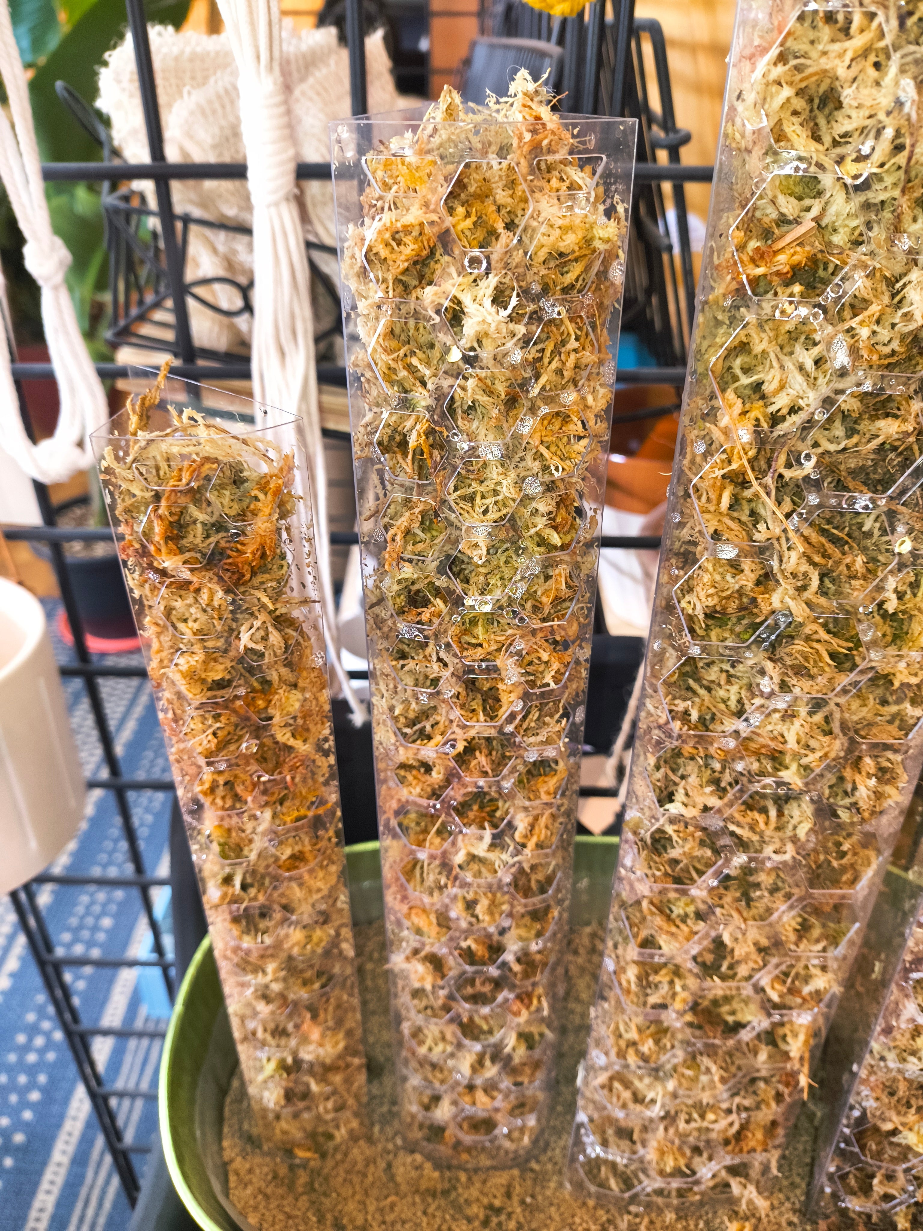 Geometric Moss Pole - Fillable Plant Support