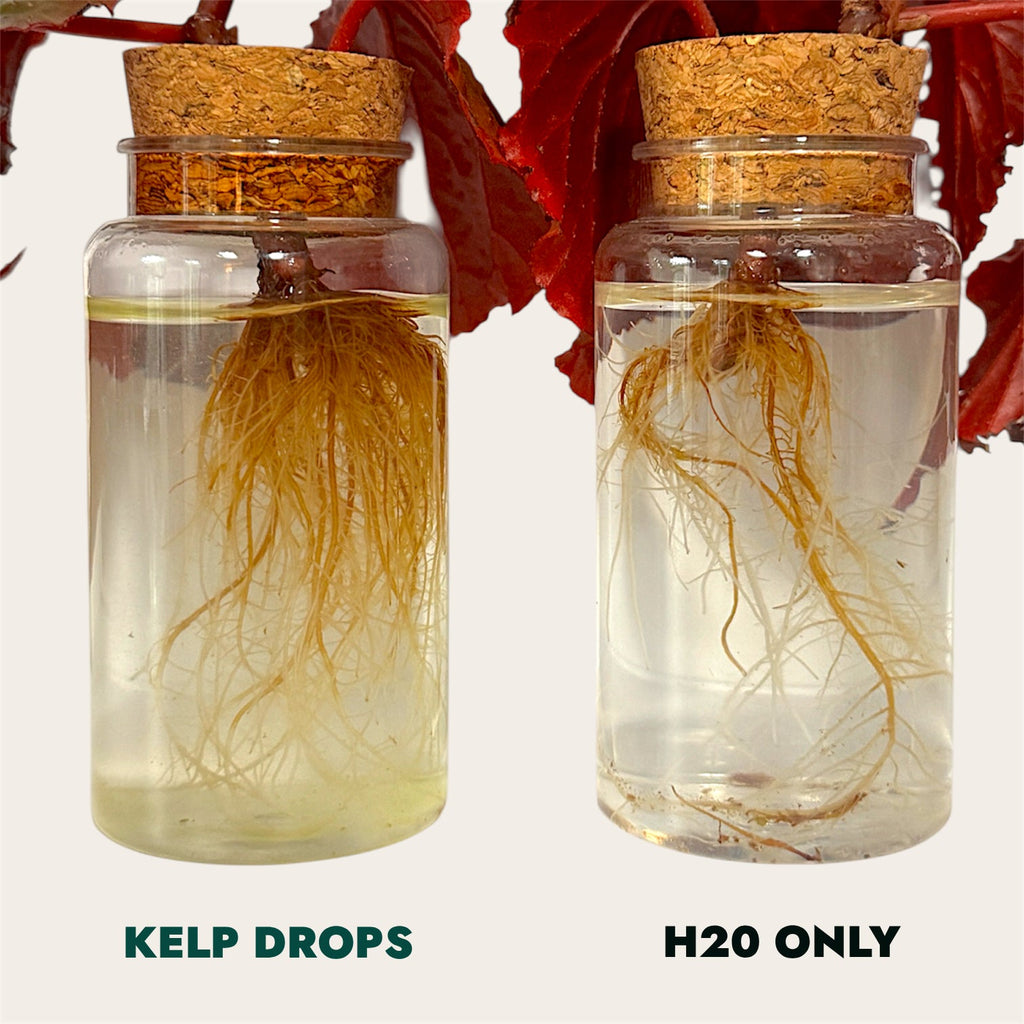 Ocean Made Kelp Drops - Plant Growth Concentrate
