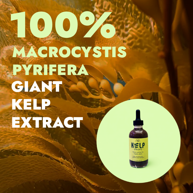 Ocean Made Kelp Drops - Plant Growth Concentrate