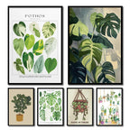 Botanical Wall Art - Set of 1 Print