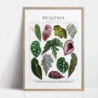 Botanical Wall Art - Set of 1 Print