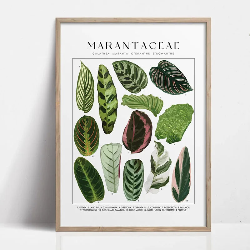 Botanical Wall Art - Set of 1 Print