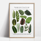 Botanical Wall Art - Set of 1 Print