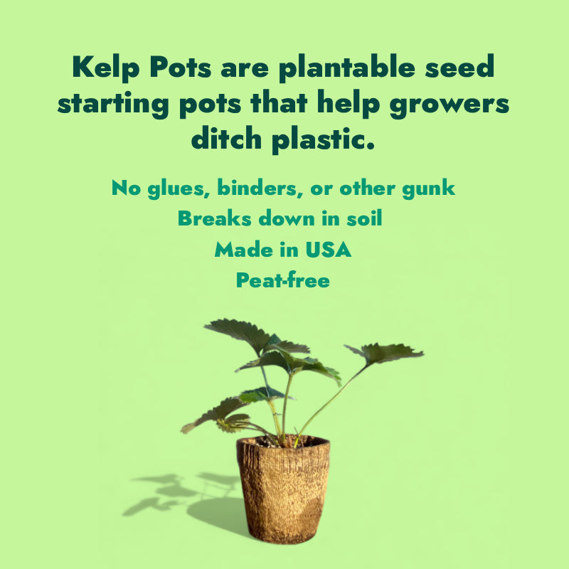 Ocean Made Kelp Pots - 3 Inch Round, Biodegradable