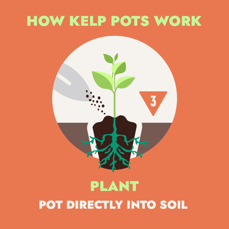 Ocean Made Kelp Pots - 3 Inch Round, Biodegradable