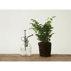 Clear Glass Plant Mister - Silver Pump