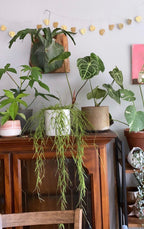 Monstera Hammered Brass - Decorative Garland