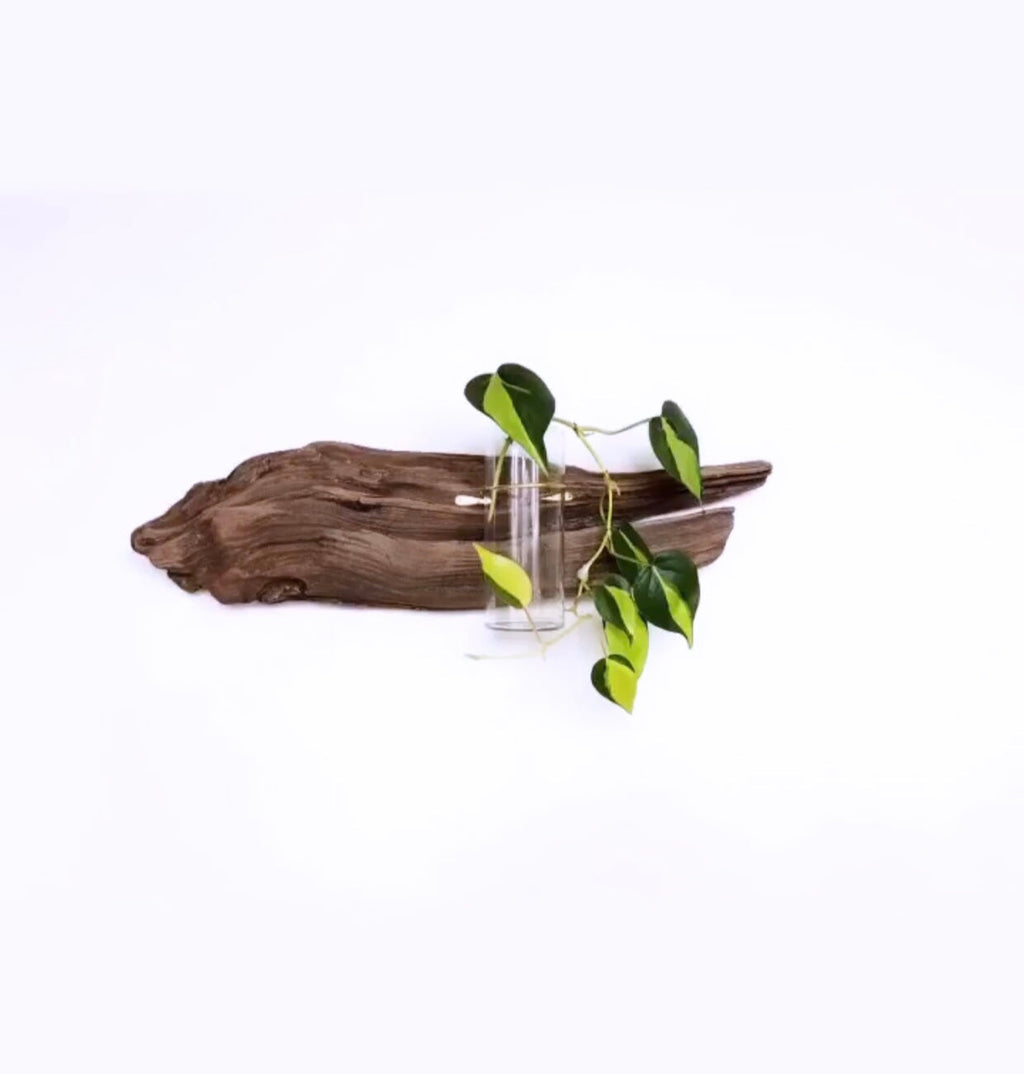Driftwood Propagation Station - Wall Hanging, Handmade, Single Station