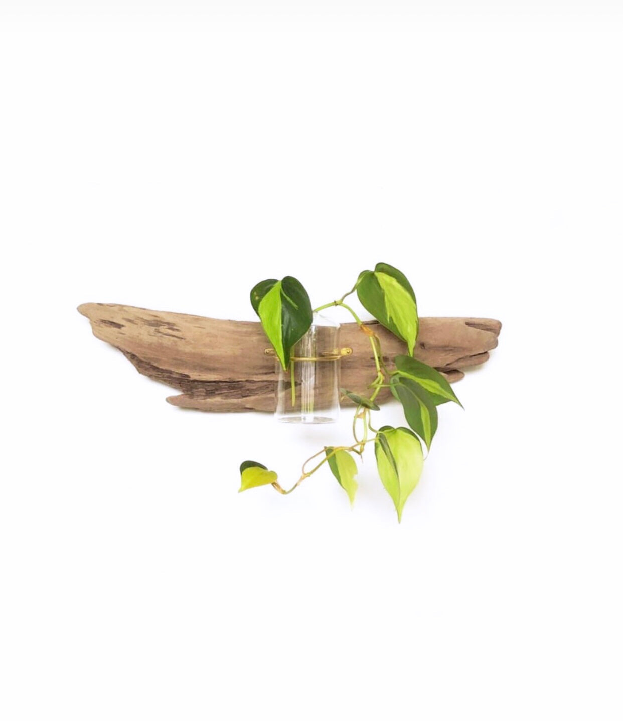 Driftwood Propagation Station - Wall Hanging, Handmade, Single Station