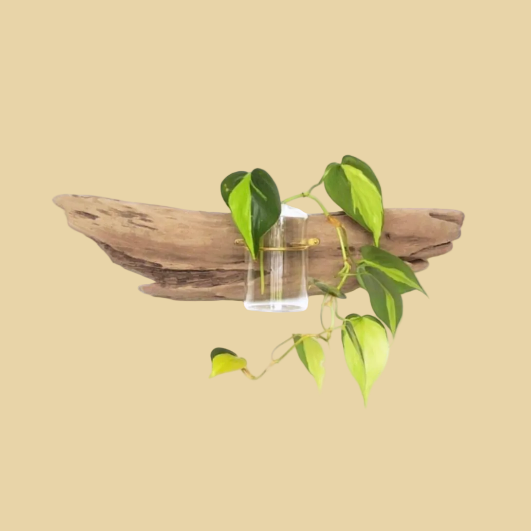 Driftwood with a clear container holding green leaves on a white background