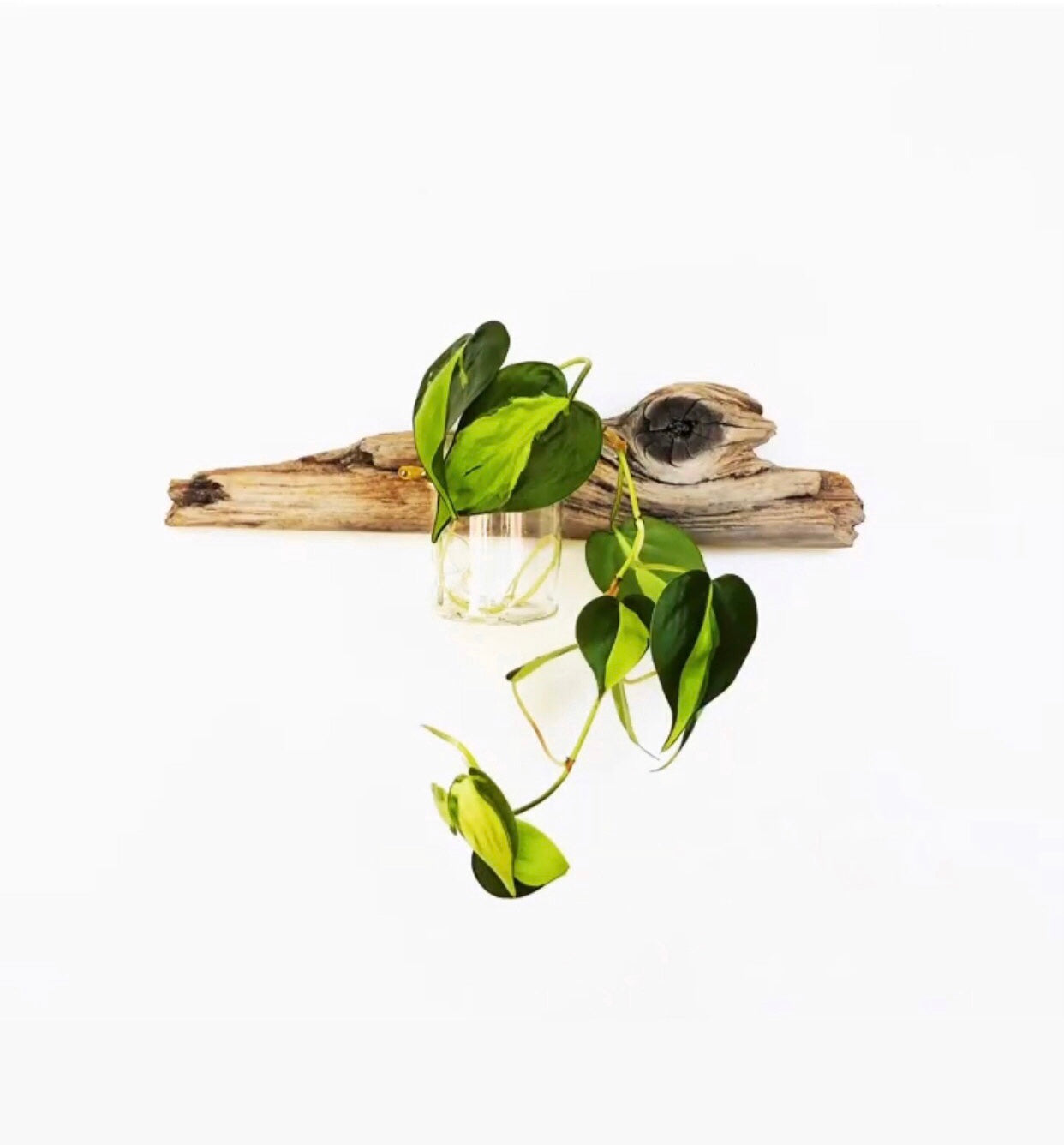 Driftwood Propagation Station - Wall Hanging, Handmade, Single Station