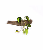 Driftwood Propagation Station - Wall Hanging, Handmade, Single Station