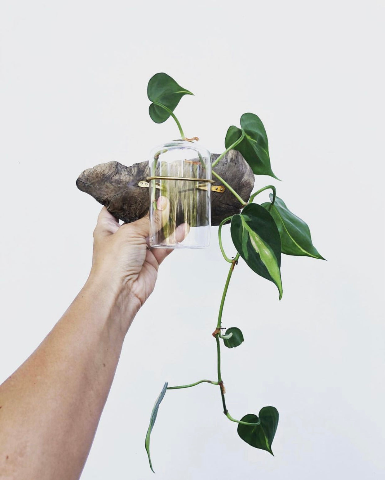 Driftwood Propagation Station - Wall Hanging, Handmade, Single Station