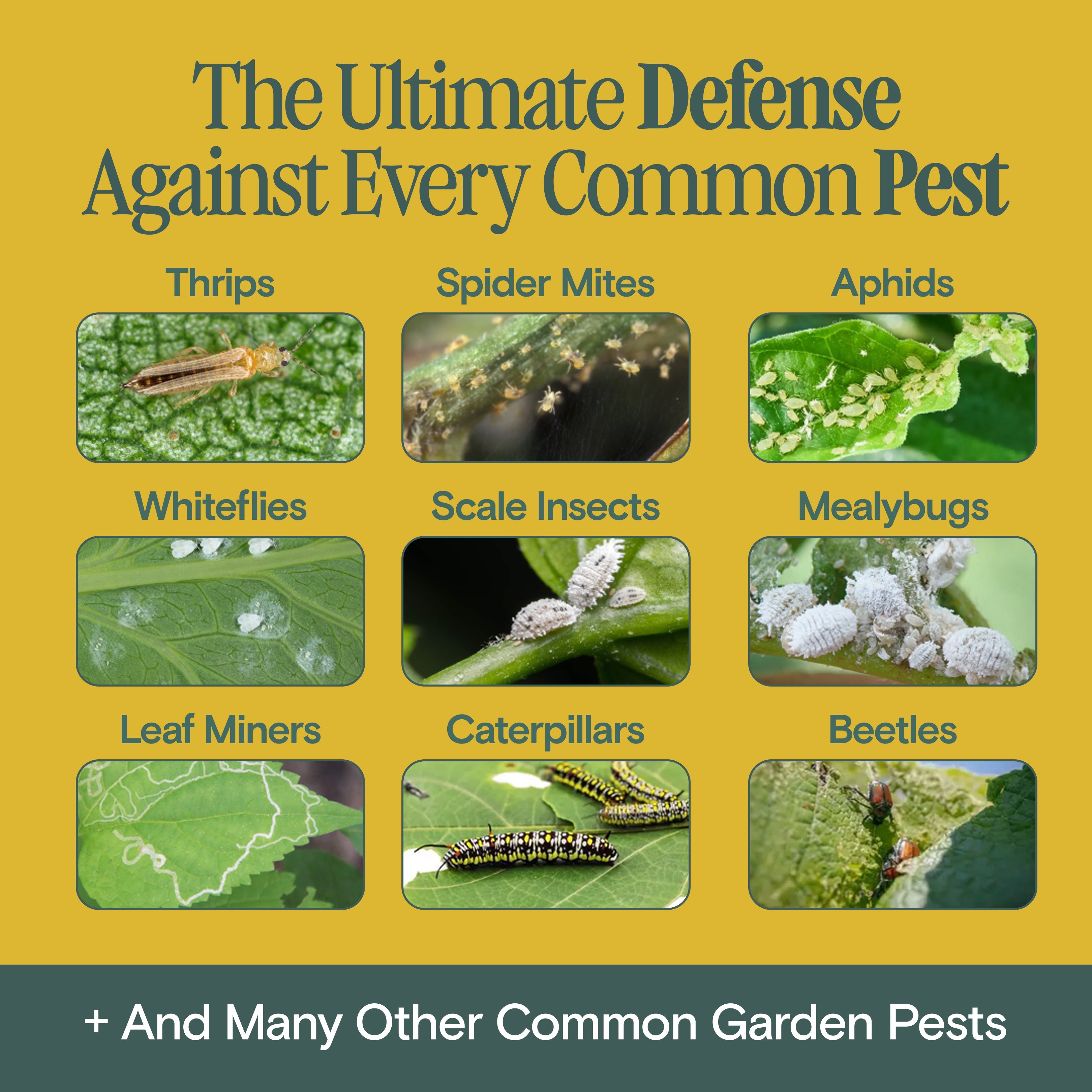 Organic Bio Insecticide - Arber for Pests