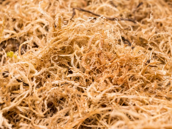 close up of sphagnum peat moss potting material