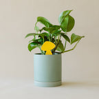 Arber Sticky Traps - For Plant Pests