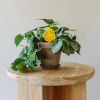 Arber Sticky Traps - For Plant Pests