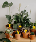 A collection of potted houseplants arranged on a wooden table against a plain light wall. The plants include green, variegated, and white-flowering varieties in terracotta pots, with small yellow sticky gnat traps attached to some plants.