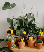 A collection of potted houseplants arranged on a wooden table against a plain light wall. The plants include green, variegated, and white-flowering varieties in terracotta pots, with small yellow sticky gnat traps attached to some plants.